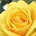 Erma Cole - Facebook