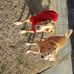 Irma Dillard - Facebook