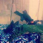 Fred and Erma and Frank - @fredandermaandfrank - Instagram