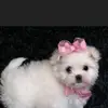erma gibson - @erma.gibson1 - TikTok