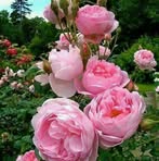 Erma Hudson - Facebook