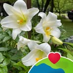 Erma Padgett Morris - Facebook