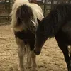 saga og sif og Nelly - @sifogsagaognelly - TikTok