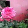 kim.jeronimo - @erminio.martinez2 - TikTok