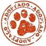 ARA Boyero de Berna - @ara_boyero_de_berna - Instagram