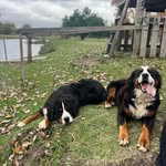 Boyero De Berna - @boyero_de.berna - Instagram