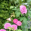 Erna Roth - @erna.roth - TikTok