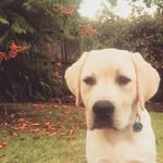 Archie the Labrador puppy 💛 - @archibaldernest - Instagram