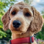 Ernest Archibald - @cockapooernest - Instagram