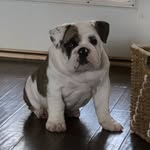 Ernest Archibald Hubbard - @ernie_the_english - Instagram