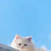 Ernest Ayers - @ernest.ayers - TikTok