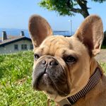 Ernest - @les_babinettes_d_ernest - Instagram