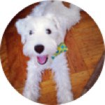 Ernest Baxter Wu - @ernie_minischnauzer - Instagram
