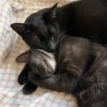 @bertram_and_ernest - Instagram