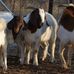 Ernest Best Livestock Farm - Facebook