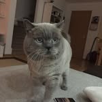 ConKat - @ernesto.blues - Instagram
