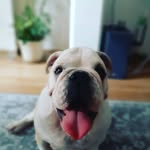 Английский бульдог | Москва - @ernest_bulldog - Instagram