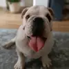 Ernest English bulldog - @ernest_bulldog - TikTok