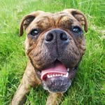 Ernest le conti & sisters - @ernest_bulldog.conti - Instagram