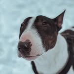 🧸MINIBULL ERNEST 🧸 - @bull_ernest_ - Instagram
