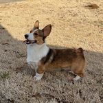 @ernestchester_the_corgi - Instagram