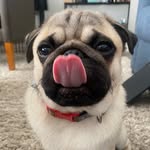 Ernest "Ernie" Ching - @erniepuggy - Instagram