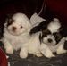 Ernest Couillet - Facebook