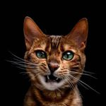 Cooke Ernest - @ernest.cooke.39 - Instagram