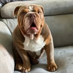 Ernest - @ernest_english_bulldog - Instagram