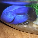Ernest Fish - @ernestfishofficial - Instagram