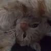 add_name_here - @ernestfoxefx - TikTok