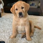 Ernest | The Fox Red Labrador - @wormwiththeperm - Instagram