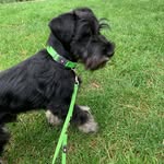 Ernest Fox - @ernie.fox - Instagram