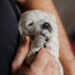 Ernest // Ernie - the golden retriever - @ernie_the_ernest - Instagram
