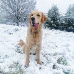 Ernest Douglas - @ernest_the_golden - Instagram