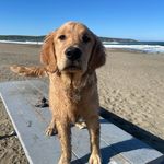 Ernest - @ernest.the.golden - Instagram