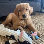 Ernest - @ernest.thegolden - Instagram