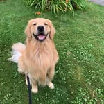 Ernest - @ernestothebestogolden - Instagram