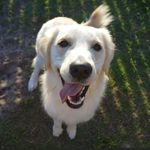 Ernest - @ernestthegoldenretriever - Instagram