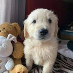 @golden_time_with_ernest - Instagram