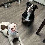Gunnar & Ernest - @gunnar_and_ernest - Instagram