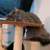Ernest.Cat - @ernestguy7 - TikTok