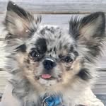 Ernest Hemmingway - @baby.boyernie - Instagram