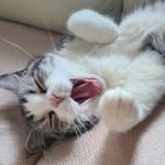 Ernest Law - @short.man19 - Instagram