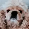 Ernest Lefebvre 2 - @ernest.lefebvre2 - TikTok