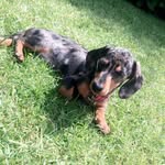Ernest Leigh - @ernest_the_dachshund - Instagram