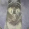 ernestlejeune - @ernestlejeune - TikTok