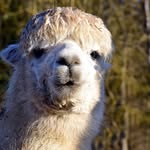 ernestlewis alpaca282 - @ernestlewis_alpaca282 - Instagram