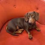 King Ernest Little Legs - @ernielittlelegs - Instagram
