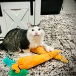 Ernie - @ernest_lloyd_hemingway - Instagram